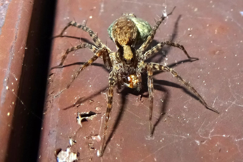 Pardosa sp.  - Pal (TN)